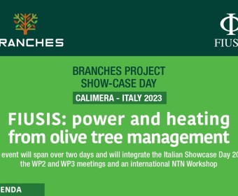 Branches Project 2023