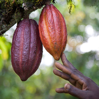 cocoa treedom